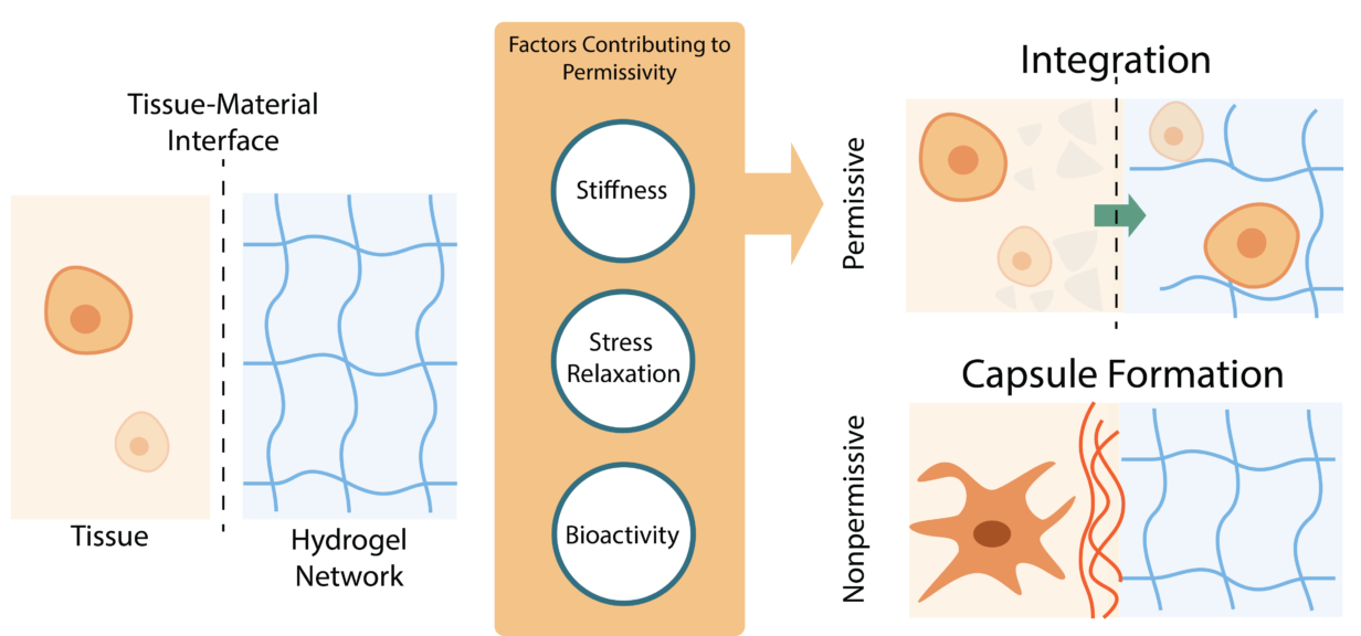 Supramolecular Hydrogels Engineered for Tissue Integration